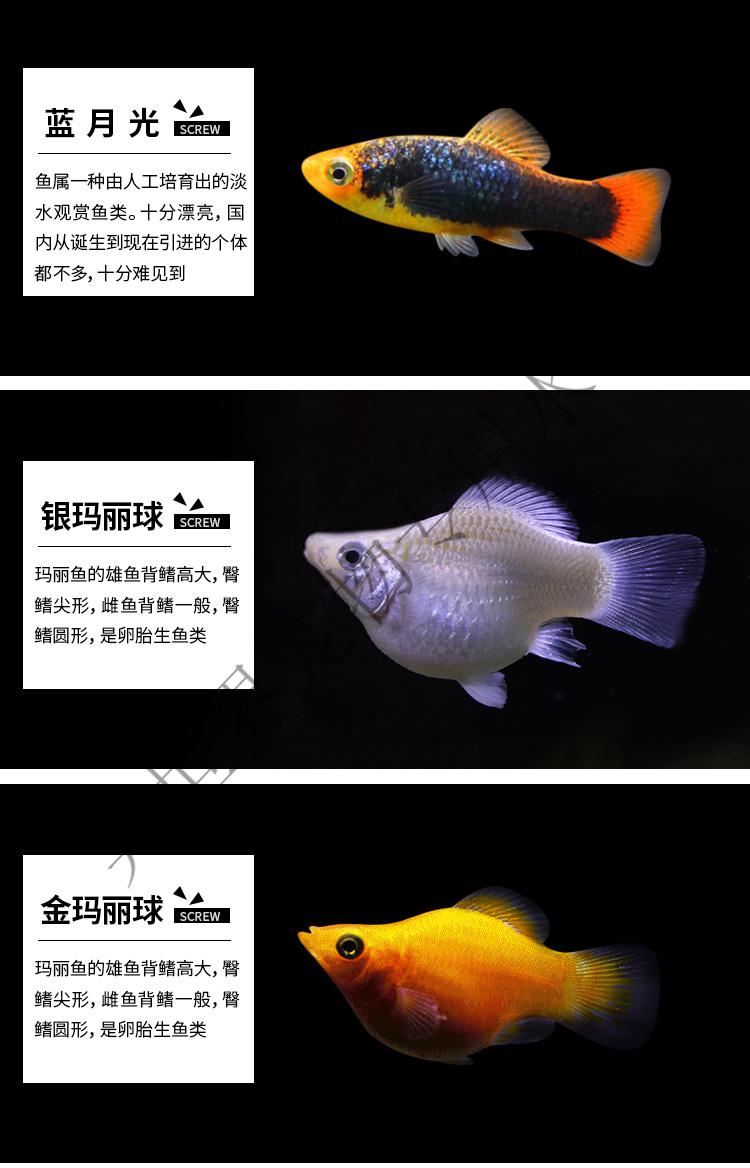 观赏鱼胎生鱼银黑玛丽鱼金球玛丽月光鱼小热带鱼观赏鱼宠物鱼活体 深