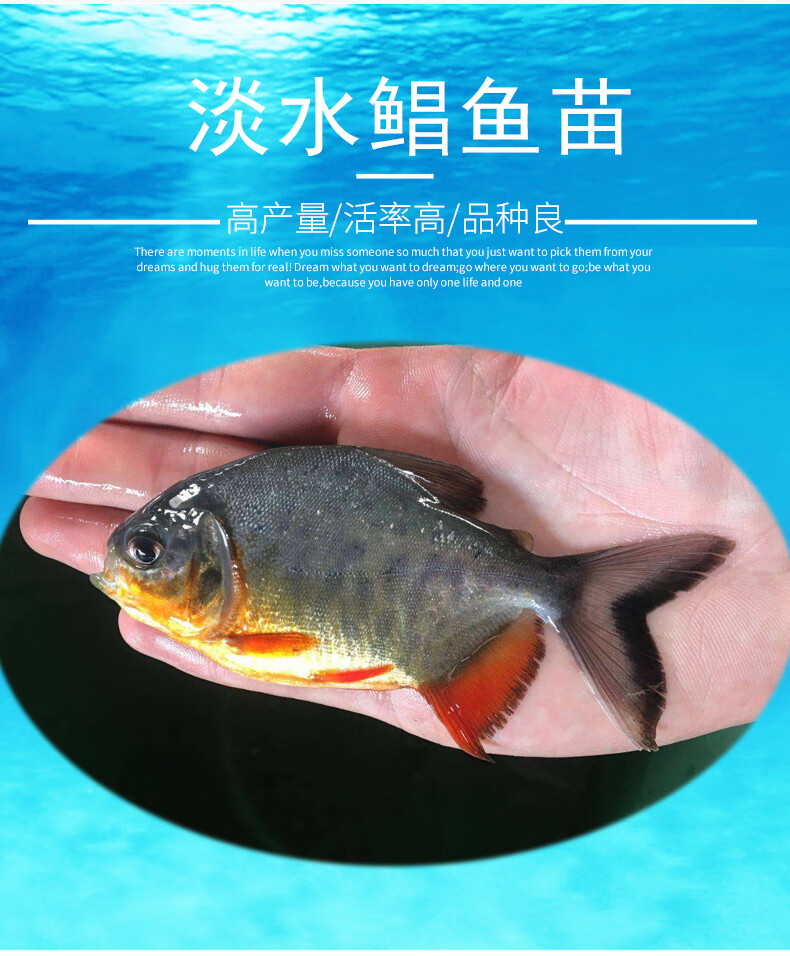 嘉瑰供应淡水白鲳鱼苗红鲳鱼苗食用鲳鱼苗活体小型热