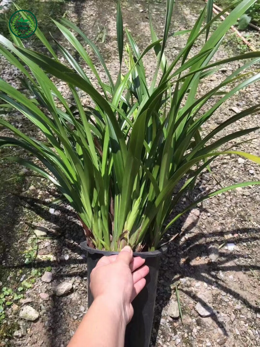 水月静花 浓香型兰花苗大花蕙兰墨兰建兰花卉盆栽绿植室内植物盆景