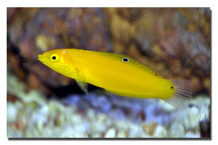 黄龙 活体海水鱼 海缸宠物观赏鱼 隆头鱼3-5cm海缸珊瑚缸吃虫养定快递