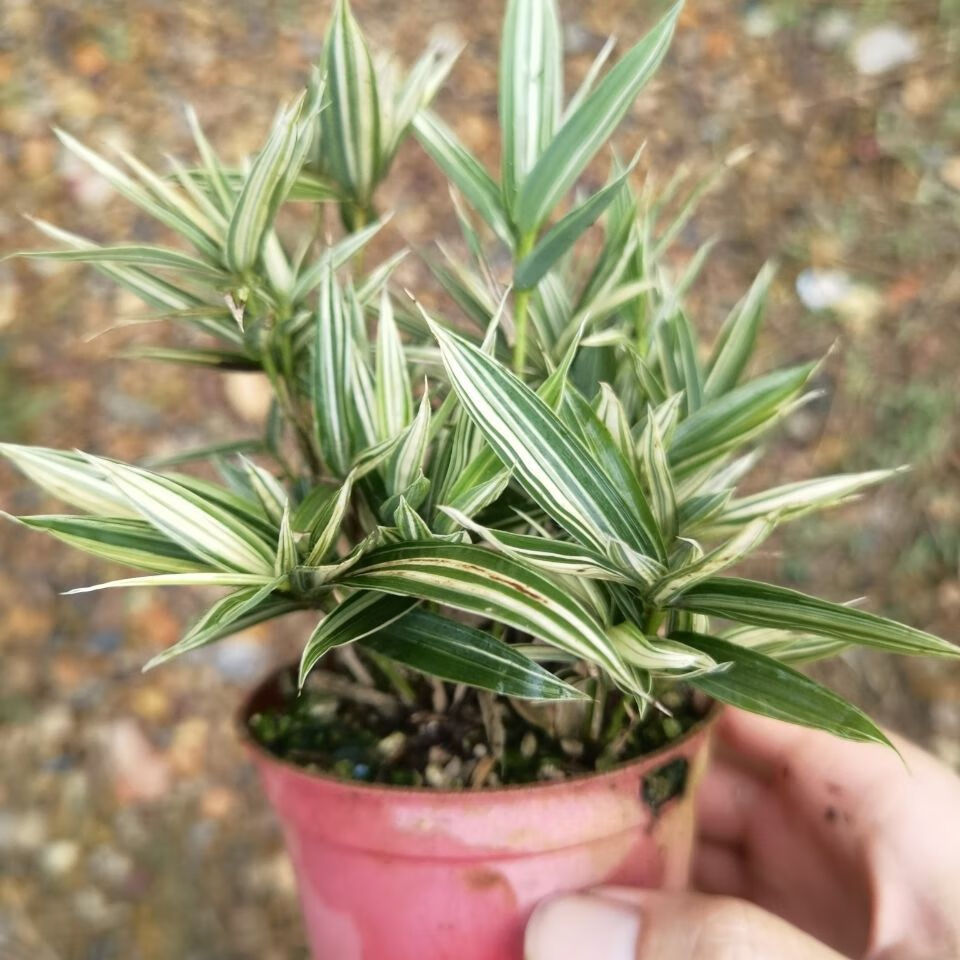 熊猫竹 菲白竹桌面绿植盆栽迷你竹子桌面微型盆景室内净化空气绿植