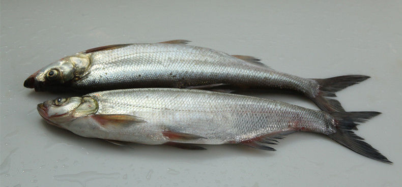 苏州三白特产白鱼活鱼开背白丝鱼清蒸白鱼翘嘴大白刁750克左右1条去鳞