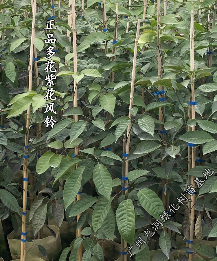 花姬黄花风铃木苗黄花风铃树苗紫花风铃多花盆栽地栽庭院小区绿化紫花