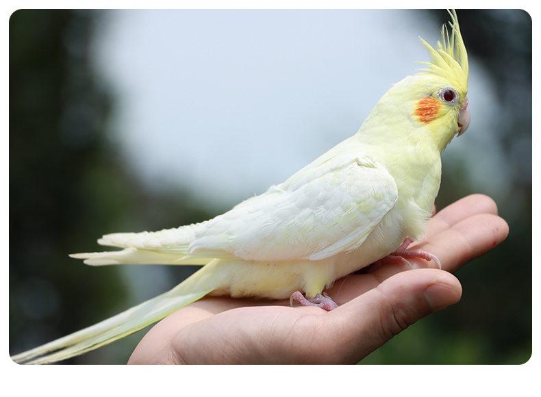 繁殖小鸟活物鹦鹉活鸟 黄化玄凤 原始灰(笼养2月龄)(包教说话)【图片