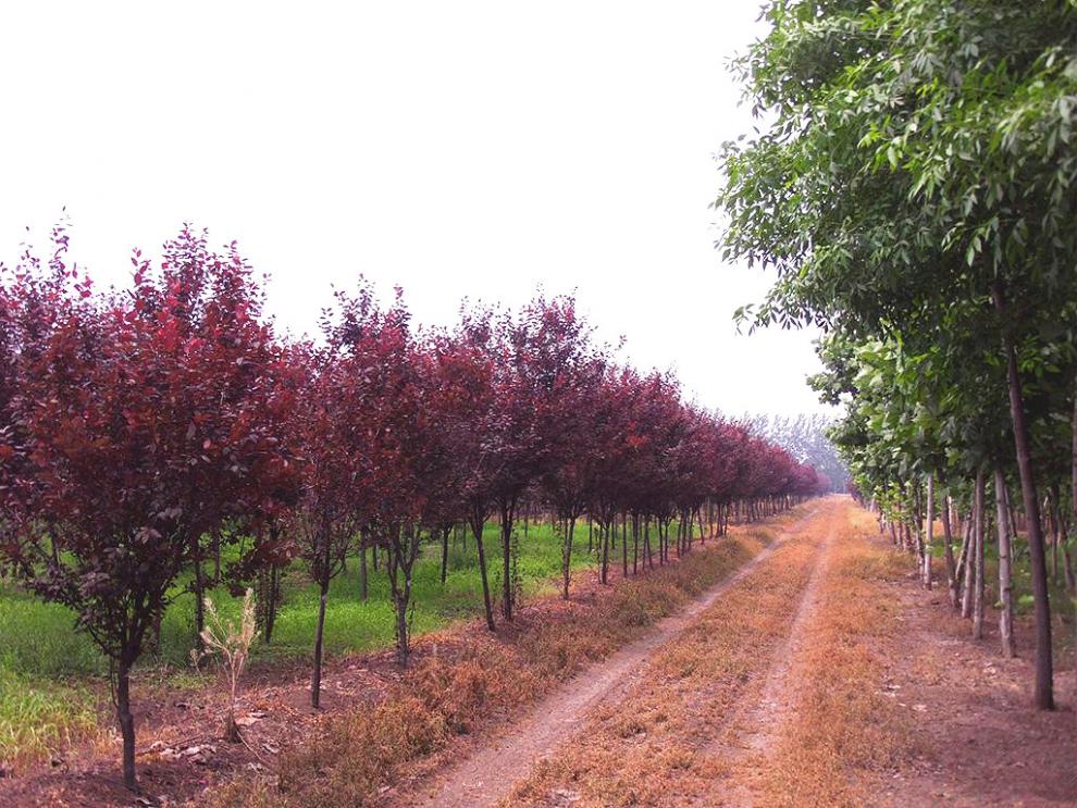 紫叶李树苗红叶李树紫叶稠李苗子园林绿化苗木紫叶李树紫叶李苗子