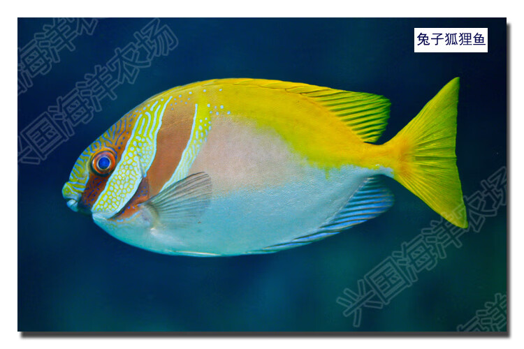 海水鱼观赏宠物鱼黄色素食珊瑚缸海缸除藻快递包活兴国海狐狸鱼45cm