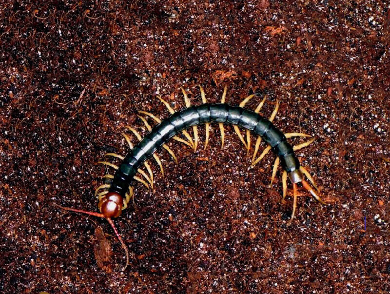 爬虫宠物蜈蚣活体昆虫红头蜈蚣另类玩家高端观赏包活 (10-13厘米)蜈蚣