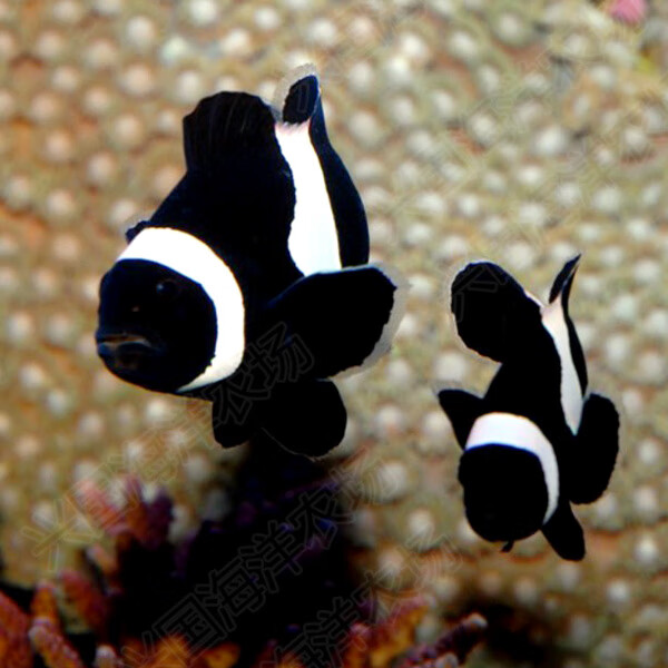 黑公子小丑鱼人工澳洲黑公子小丑活体海水鱼36cm海水观赏宠物鱼顺丰