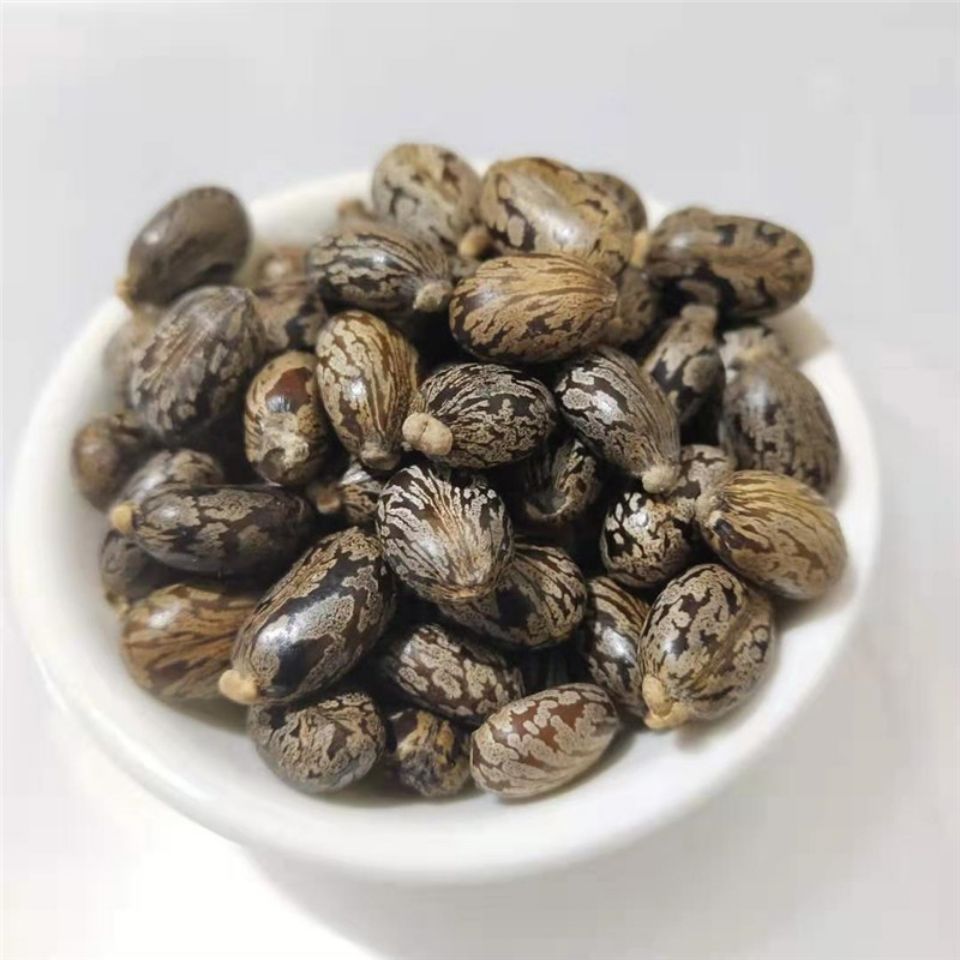 北京同仁堂原料蓖麻子中药材 蓖麻种籽 蓖麻仁 多规格 新货内廷上用