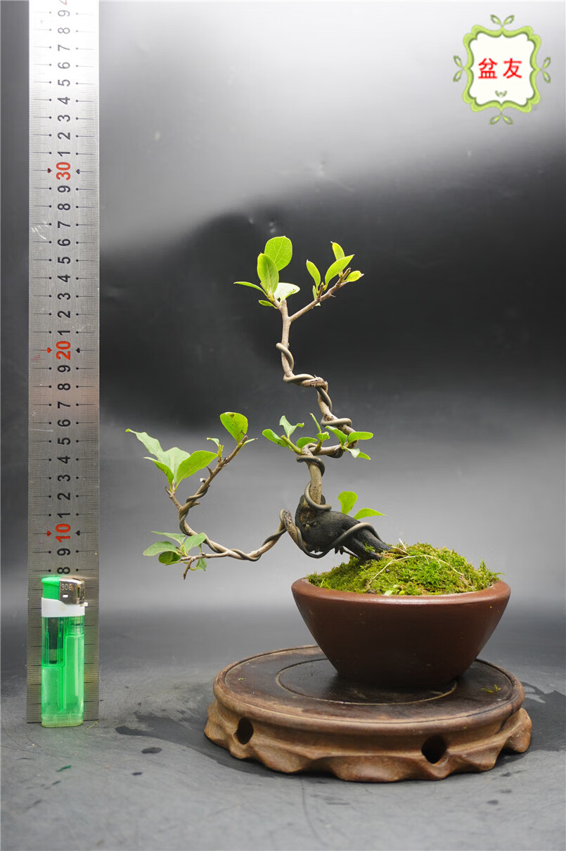 老鸭柿盆景 原生老鸦柿 熟桩 母桩能挂果 造型培育多年 229-4 含盆