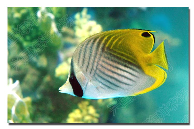 人字蝶 人字鲽 活体海水鱼 观赏宠物鱼鲽鱼兴国海洋农场养定快递包活