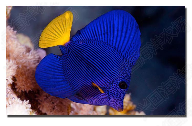 紫吊 活体海水鱼 观赏鱼宠物鱼紫倒吊海缸除藻食藻美国进口开口快递包