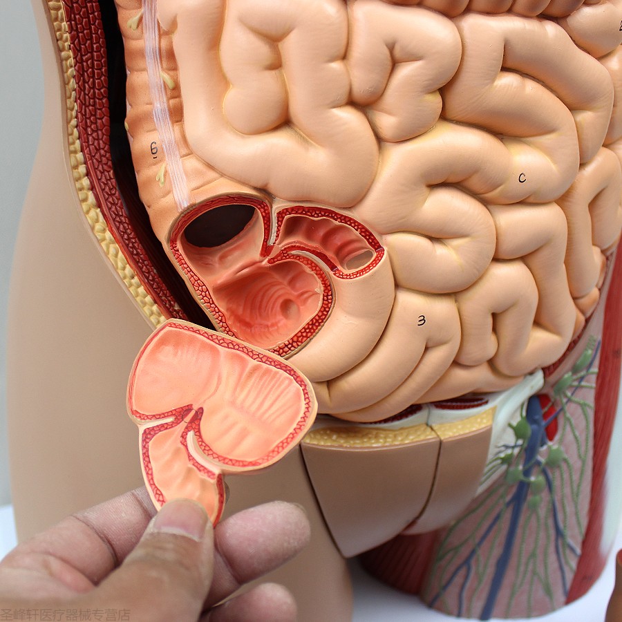 医学人体器官结构内脏可拆卸教学躯干人体解剖模型45cm人体缩小一倍