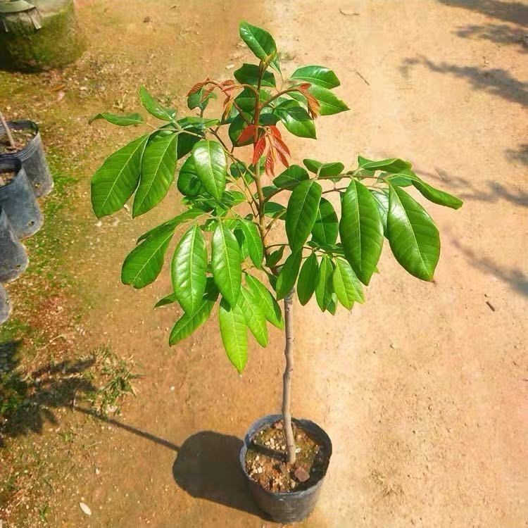 花姬 新品种紫皮龙眼苗石硖龙眼储良龙眼嫁接苗无核红皮龙眼树 四季