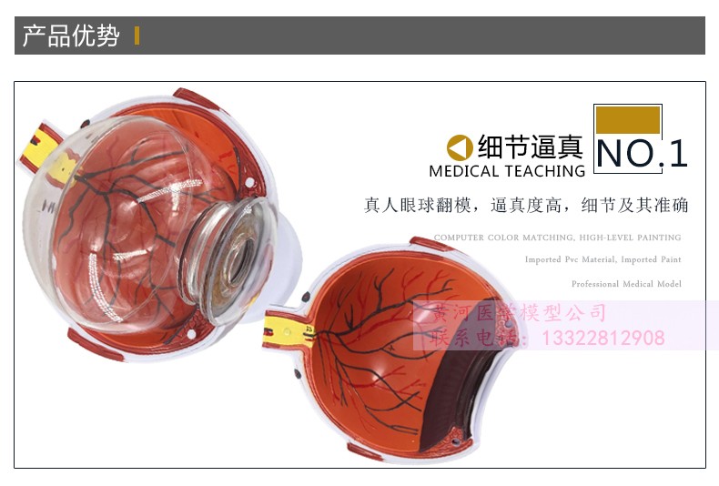 【药房直售】眼球标本 6倍放大人体眼球眼睛模型 眼珠 内部可拆 人体