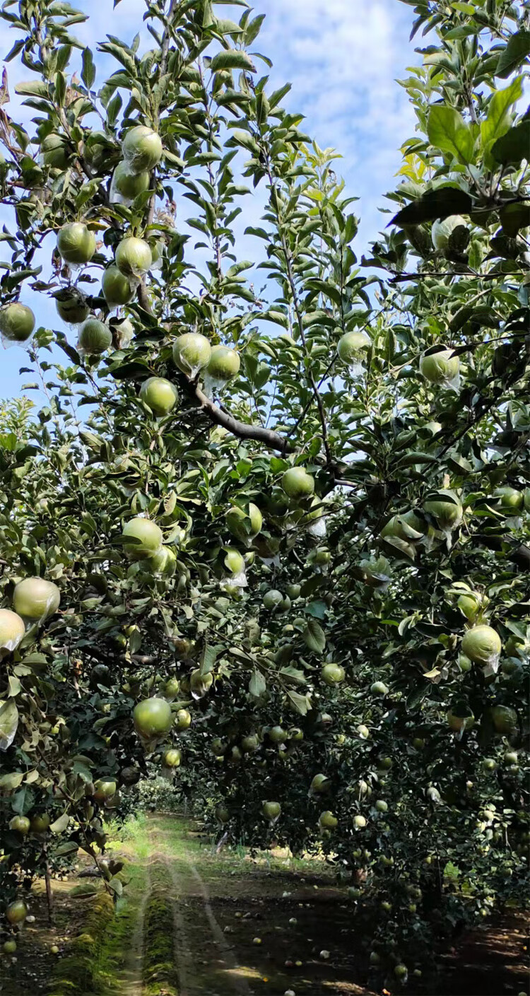 玉林青苹果 现摘王林苹果雀斑美人新鲜当季整箱青苹果自家现货农产品9