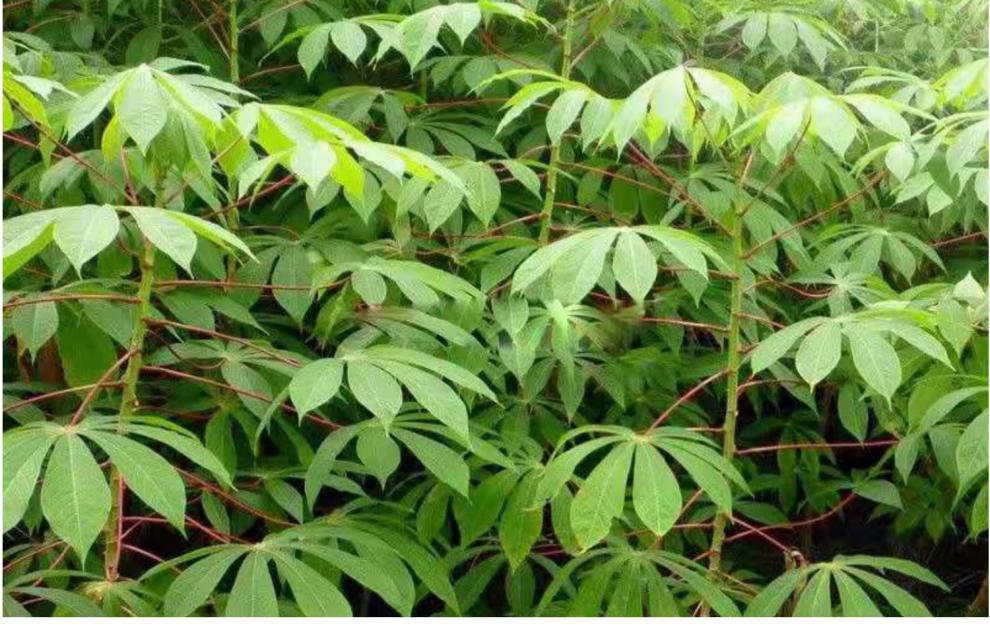 花姬 面包木薯苗广西新鲜木薯棍种树白心黄心南比种植高产 种30根黄心