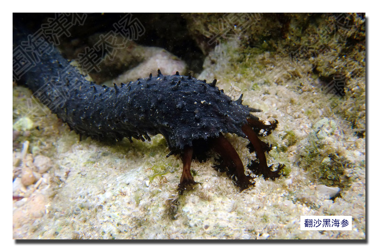 黑海参 翻砂海参 活体海水鱼 翻沙大黑海参 海水宠物观赏鱼珊瑚缸海缸
