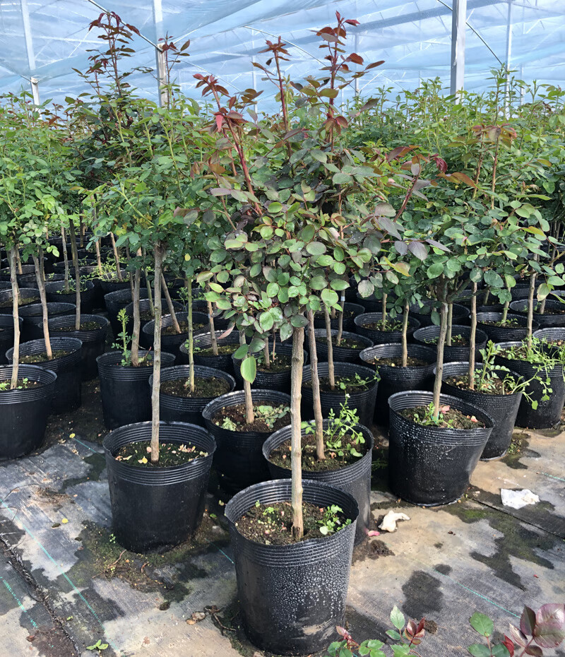 打木架发货避免运输损坏