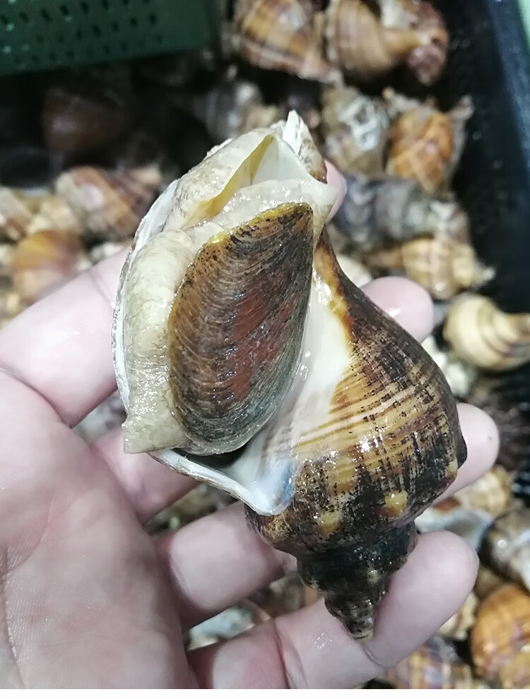 大连海鲜特产网红贝类花螺天然响螺深海田螺新鲜超大海螺 1000g【图片