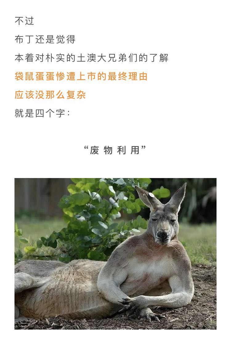 新型袋鼠蛋 袋鼠蛋蛋钥匙扣澳大利亚制造特色旅游纪念品个性网红礼品