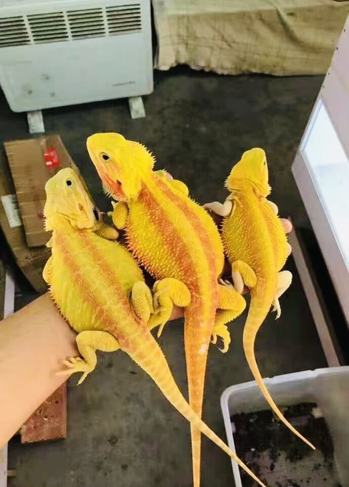 活的学生宠物鬃狮蜥活物大苗 橙黄橙红原色练手大苗(新手推荐)【图片