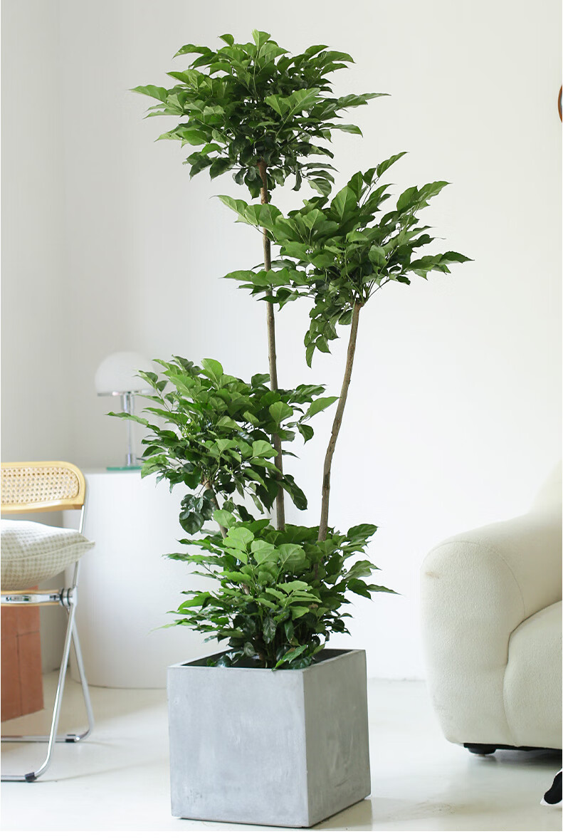 幸福树盆栽客厅多层高杆绿宝植物室内客厅绿植北欧网红大型盆栽 三层