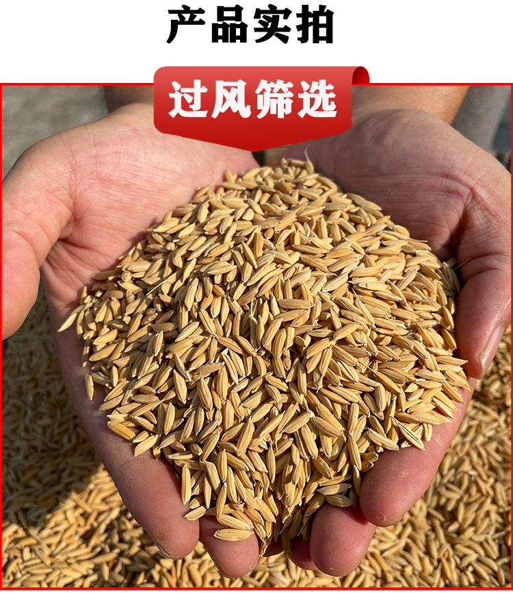 带壳早新稻谷饲料喂鸡鸭鹅鸽子鸟食家禽宠物原粮水稻谷子广东50斤