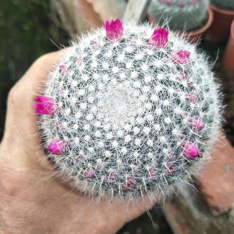 【冲量销】玉翁仙人球 实生带花绯花玉办公桌电脑绿植 【较大】玉翁