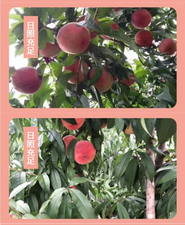 星派果 丹东河口秋白桃甜桃毛桃新鲜秋白桃水果离核桃孕妇整箱10斤 5
