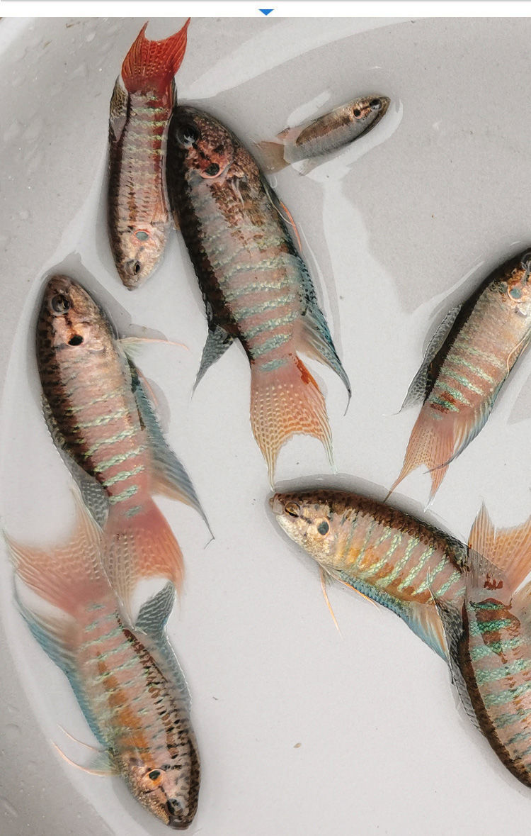 中国斗鱼活鱼普叉活体冷水鱼观赏蓝叉澳火耐养花手巾叉尾斗鱼 5-6cm