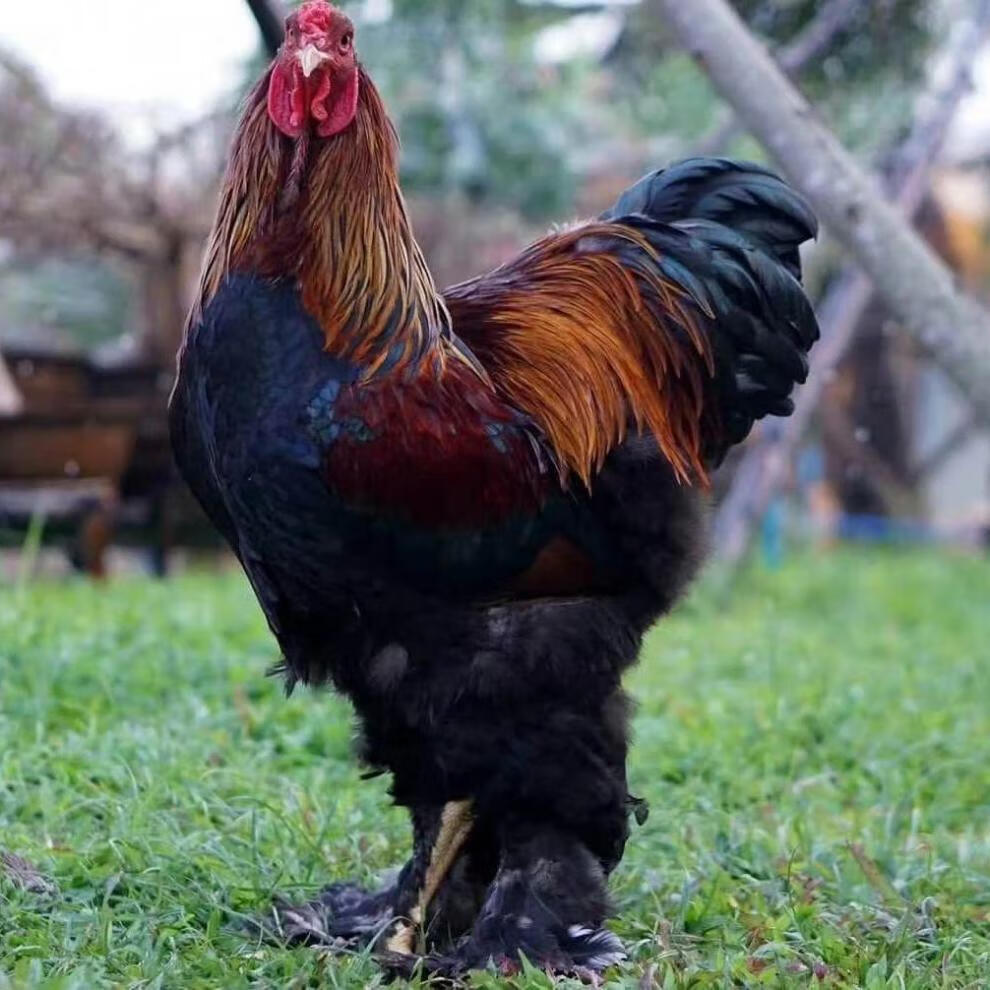 巨型婆罗门鸡幼苗大型鸡梵天鸡幼崽活体观赏鸡幼苗包活到家 红色