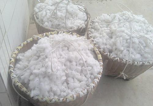 新货带棉籽的棉花带籽结婚无加工籽棉有籽农家新鲜棉花子籽棉籽5斤装