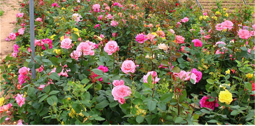 月季花花苗价格