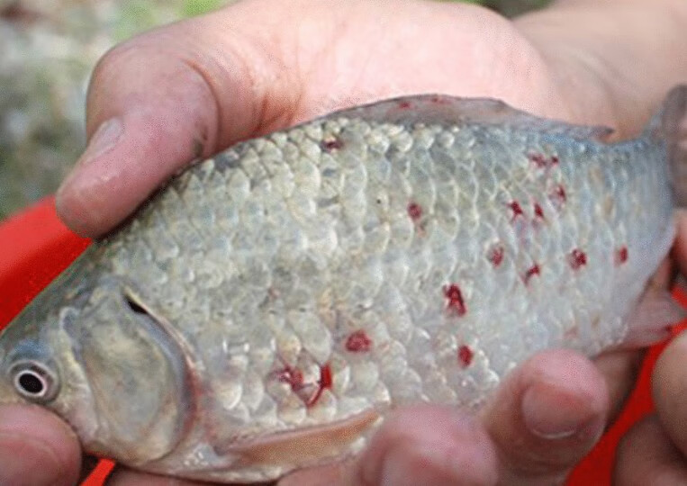 水产药品杀草鱼锚头蚤克星除猫头蚤 锚头鳋钉虫净杀虫剂苗头蚤 一瓶