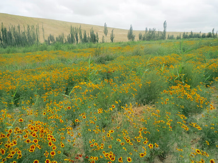 野生昆仑雪菊胎菊新疆昆仑胎菊天山雪菊胎菊菊花新疆特产伊梵麦