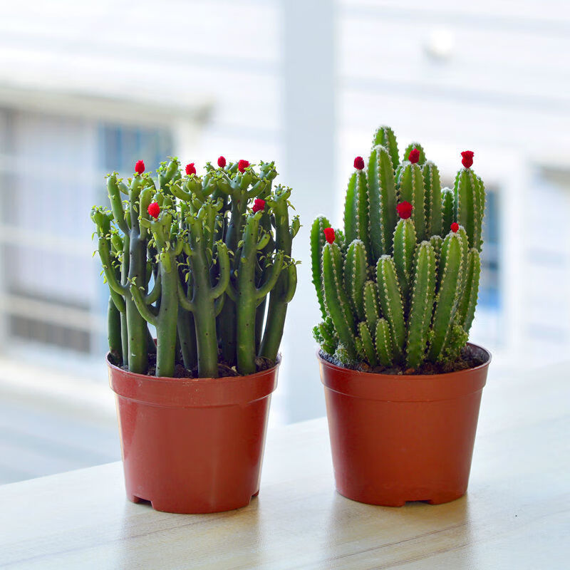 聚财山多肉植物仙人掌盆栽棍盆栽万重山珊瑚棒净化空气耐旱l 棍(原