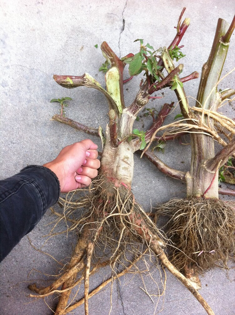 广东农家新鲜有机天然野生刺苋菜根红菜头假苋菜蔬菜刺苋现挖现卖 500