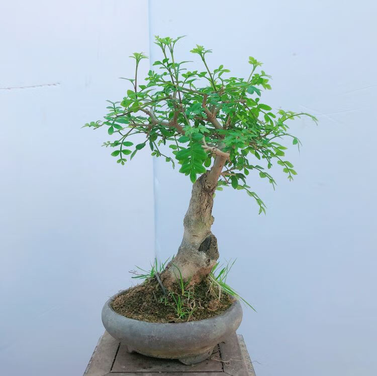 对节白蜡盆景微型盆景对节白腊对节白蜡老桩盆栽桌面绿植实物浅灰色