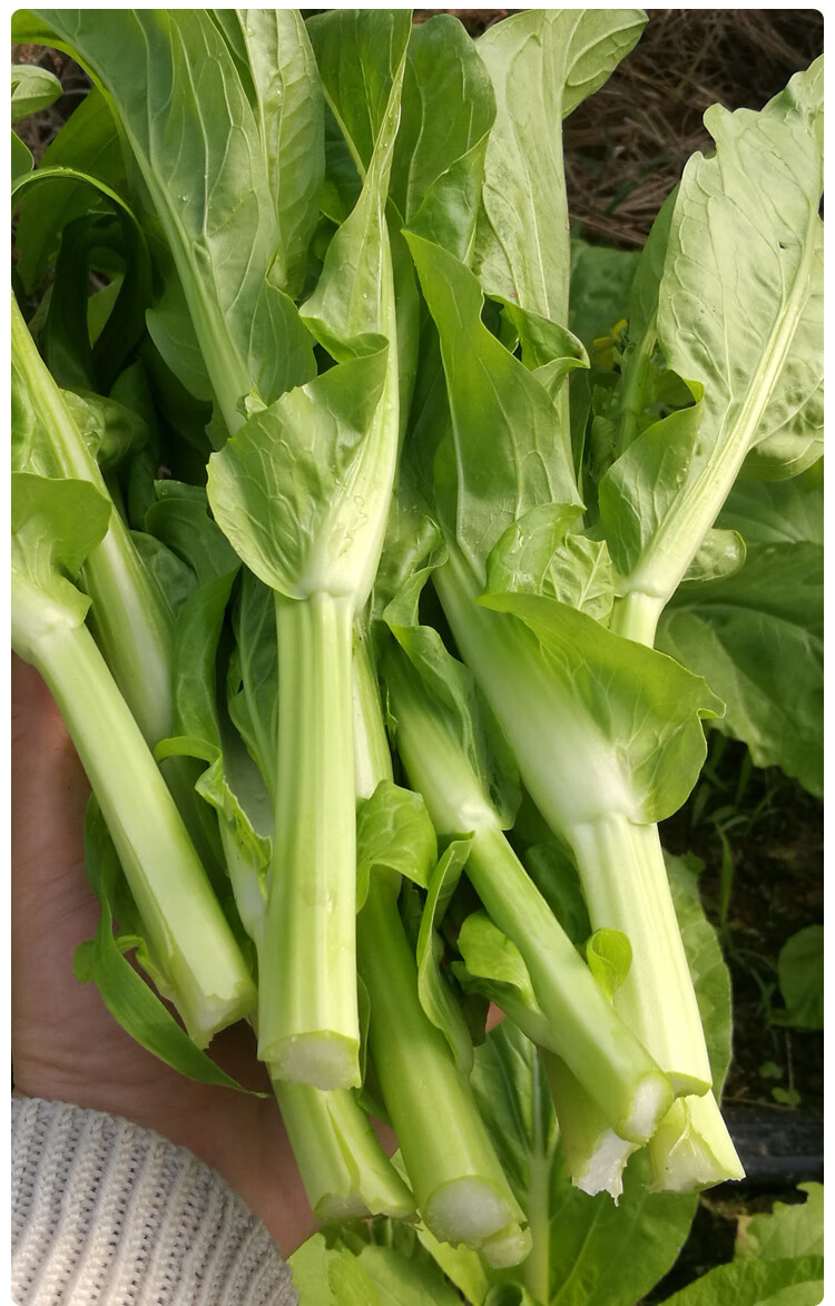白菜苔种籽香甜早花雪莹白菜薹种子早熟菜心秋季四季播种蔬菜种孑 湘