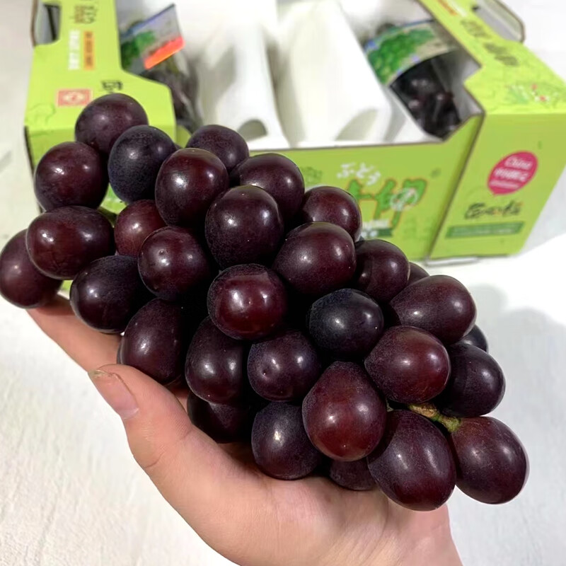 味蕾乐 【礼盒装】顺丰匠心极黑钻晴王葡萄香印黑提当季新鲜水果阳光