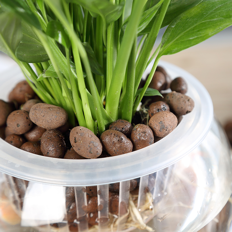 土陶粒无土栽培植物专用陶粒隔水透气防止烂根效果好土陶粒100克