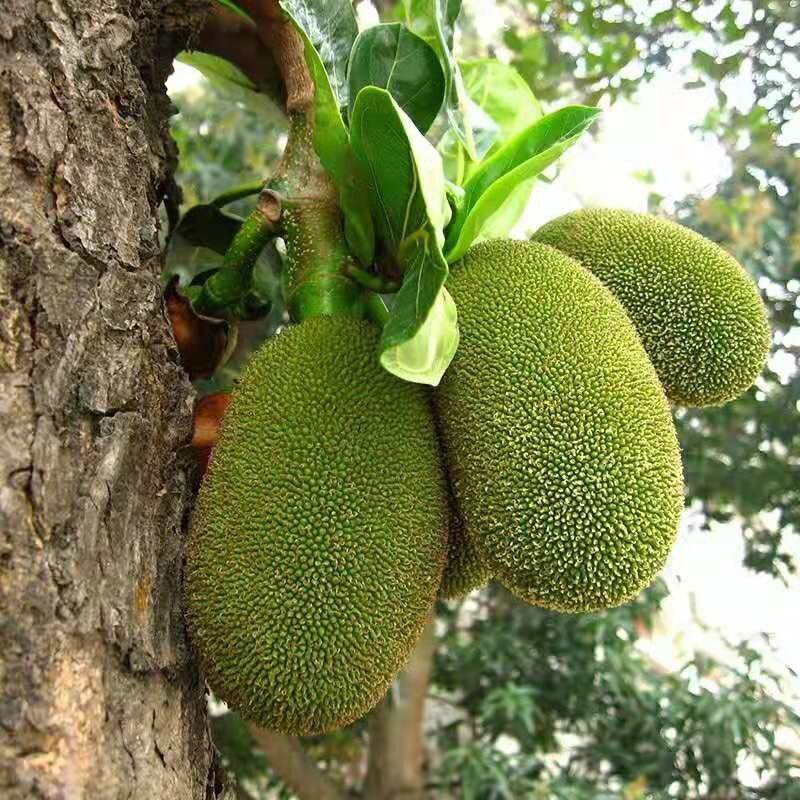 4kg以下包装形式:简装种类:黄肉国产/进口:国产类别:新鲜菠萝蜜货号