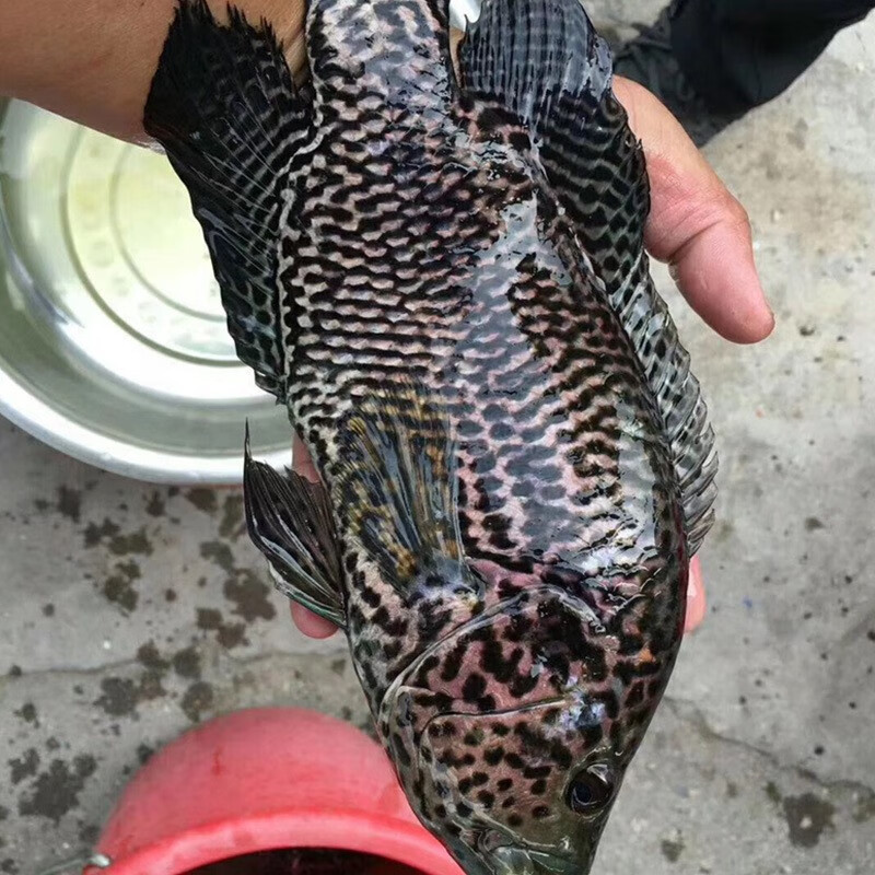 秋颖淡水石斑鱼苗活体淡水养殖食用易养活观赏鱼大型鱼凶猛鱼活体鱼苗