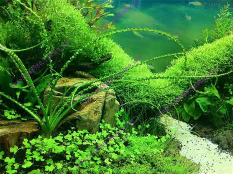 懒人速成水草种子鱼缸装饰 迷你对叶牛毛草活体造景套餐真植物养鱼 24