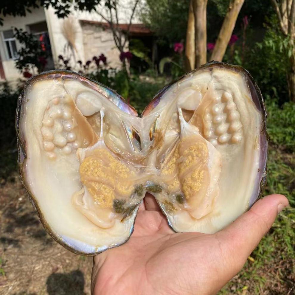珍珠蚌自己开项链 盲盒珍珠蚌活体鲜活天然淡水真空小