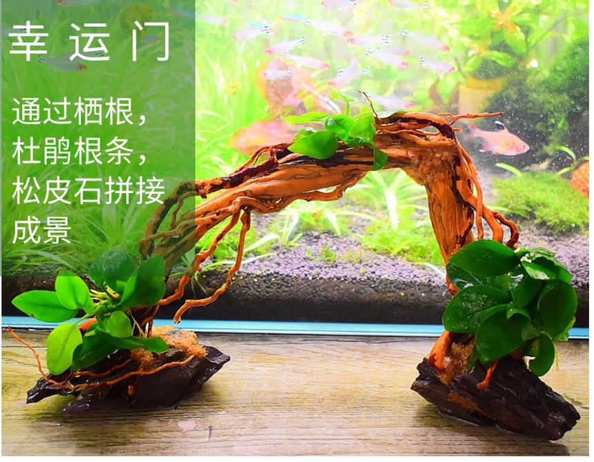 鱼缸造景沉木杜鹃根活体水草造景懒人造景新手造景入缸成景1013厘米