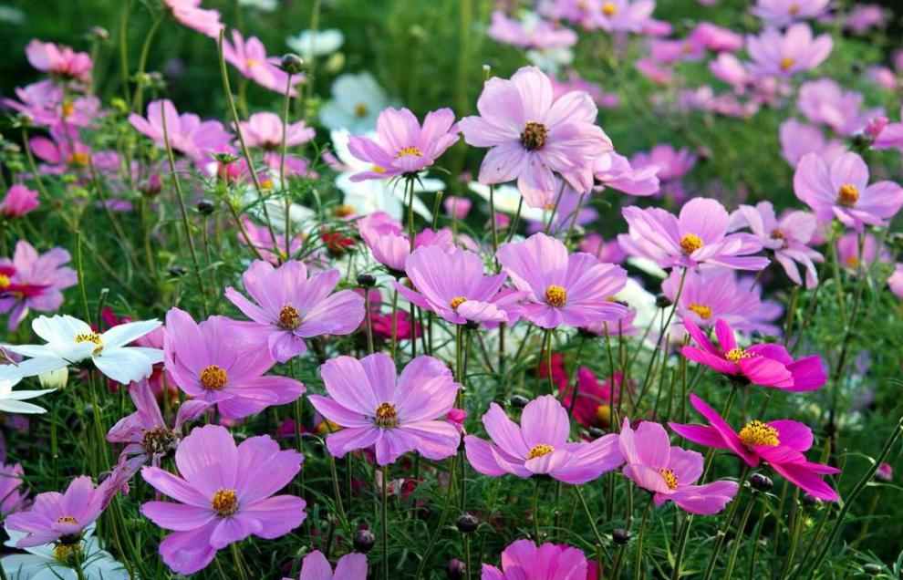 秋天种各种各样的花种子见土易活花种四季种开花花卉种孑花种籽子