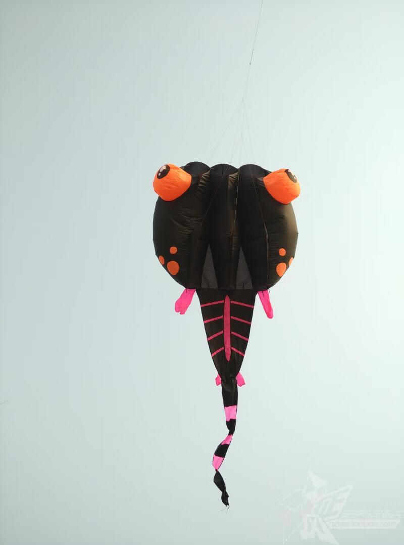 软体无骨架风筝 大连吕氏青州风筝蝌蚪 漂亮大白蝌蚪大型软体风筝