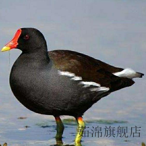 升级款白面水鸡叫声卡 水鸡播放器黑水叫声播放器内存白面水鸡声音